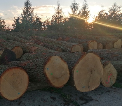 Vollständige Ergebnisse der Holzversteigerungssaison 2023/2024